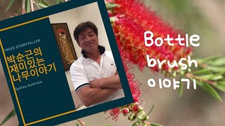 호주의 Bottlebrush 나무 이야기 박순근 의 재미있는 나무 이야기