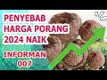 HARGA PORANG TAHUN 2024 NAIK, APA PENYEBABNYA ?