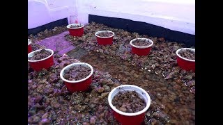 The 'Everything from Walmart Kit' - Cheap DIY Aquaponics System