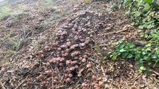 Wavy cap mushrooms