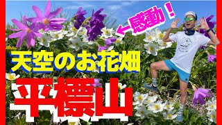 天空のお花畑！？平標山（たいらっぴょう）は今が一番綺麗！さすが花の百名山♪