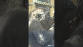 チビゴリラキンタロウは、前歯が無くても上手に食事をする【京都市動物園】 #Shorts