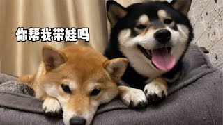 【柴犬kobe与贱胖二猫】柴犬怀孕后，会有哪些变化？