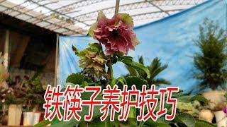 【養養養花花花】鐵筷子花型漂亮，花期長，平常只用一種肥，持續賞花幾個月