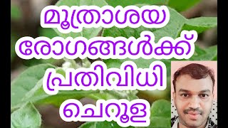 Cheroola/Aerva lanata/Balippoov/ചെറൂള/ബലിപ്പൂവ്