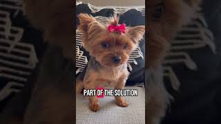 Yorkie #youtubeshorts #yorkie #puppy #dog #shorts #pets #yorkshireterrier #cute