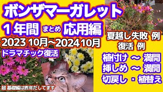 【マーガレット応用編】【1年間総まとめ】ボンザマーガレットの育て方・夏越し失敗！と復活・挿し芽・切戻し