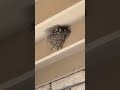 Barn swallow parents with three babies in a mud nest #birds #nature #nest #newmexico