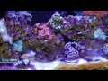 Week 14 Are UV sterilizers worth the time, money and effort? | 52 Weeks of Reefing