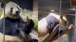 パパはタケノコに夢中🐼😊　5月3日 Ueno Zoo Giant Panda