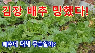 [LEDF] 김장배추 100일간 키웠습니다. 땅 준비하고 배추모종 심고 열심히 키웠는데 결국 완전히 망했습니다. 왜? 100일간 촬영. Korean'Kimchi' is ruined