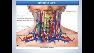 LDT for Neck Pain