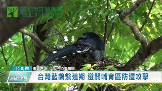 台灣藍鵲繁殖期 避開哺育區防遭攻擊