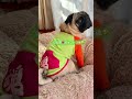 手作りワンコ服90 sイメージ💕pugパグ服楽しい😊 パグパピー 犬服 手作り