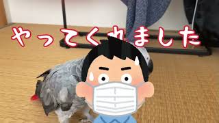 やってくれました【ヨウム飼育記録】