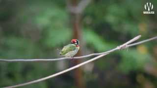 Baby Bird - Coppersmith Barbet