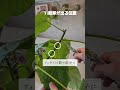 【完全保存版】観葉植物、剪定のコツ　 観葉植物 観葉植物初心者 観葉植物のある暮らし 観葉植物育て方 ウンベラータ 剪定