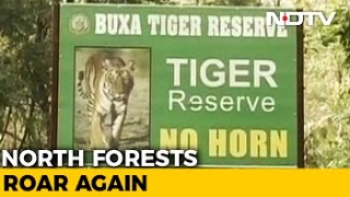 6 Tigers From Assam To Be Introduced In West Bengal's Buxa Reserve