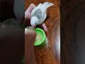 白文鳥　雛　さし餌　　こもちさんの動画　 shorts 　 文鳥　 さし餌