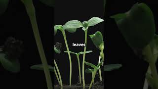 Sunflower Growth: Nature's Time-lapse Wonder!