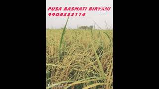 Pusa basmati Biryani/పూస బాస్మతి బియ్యాన్ని రైస్ విత్తనాలు/ సీడ్స్ 9908332114