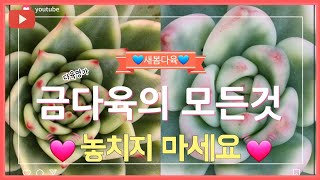 (4월26일)예쁘고 색감좋은 아이들 모았어요/도감마리아/꽃눈마리아/콩마리아/몬따니아/마리아군생/착한가격입니다~구경오세요~^^