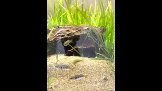 (Short) M. Kali Tawa Rainbow Fish Juveniles