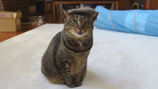 たくさん毛が抜けたねこと、ハイテンションな子ねこ。-Maru's fallen furs and excited Kitten Miri.-