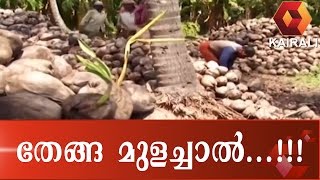 Coconut Collection Through Kerafed Stopped; Farmers In Distress