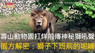 CTWANT 生活趣聞 / 壽山動物園打烊前傳神秘獅吼聲　園方解密：獅子下班前的呢喃