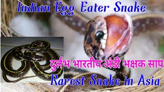 Indian Egg eater snake rescued दुर्लभ भारतीय अंडीभक्षक साप, भारत का सबसे अनोखा साप.