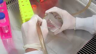 MSU Cell Biology (BIO320) -  Lab 1: Cell Culturing PBS Wash (Video 2)