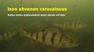 Ison ahvenen varovaisuus