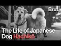 The Life of Japanese Dog Hachikō