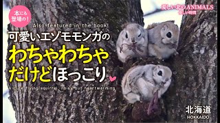 A cute flying squirrel, noisy but heartwarming. Hokkaido