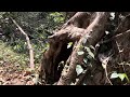 అడవి లో unnavee చూస్టే …. youtube forests hunting