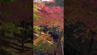 東福寺の紅葉 ワッサーて何？ 2024年11月27日