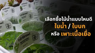 UREKA AQUARIUM EP.36 เลือกซื้อไม้น้ำแบบไหนดี ใบน้ำ ใบบก หรือเพาะเนื้อเยื่อ