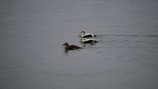 Eiders, red-crested pochards and little grebes at Holzbrücke Rapperswil-Hurden, 2021. 01. 30.