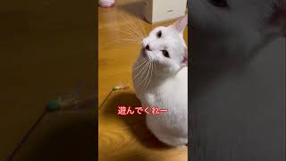 猫じゃらしで遊んでほしい　#shorts