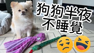 狗狗半夜不睡覺怎麼辦？