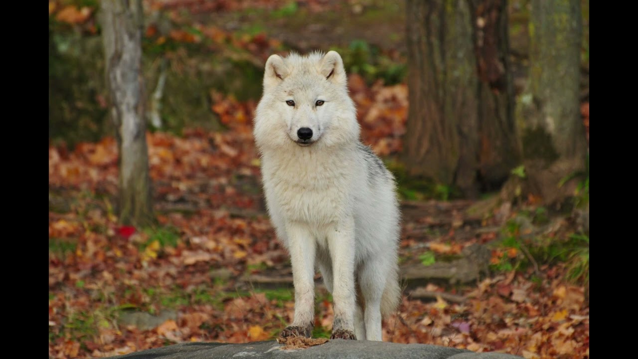 Wolf Howling Sound Effect Youtube