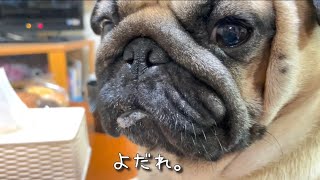 【パグ】犬用蒸しパンを作って食べさせてみた。