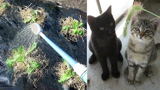 【猫の親子】子猫達と猫じゃらしで遊んだ後、クロと一緒に白菜に水をやりました　cat family