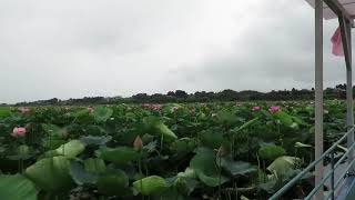 登米市　長沼はすまつり