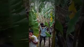 வாழை தோட்டத்து வேலை🌴 #agriculture  #banana  #vivasayam #farmer #விவசாயம் #tamil #today #viral