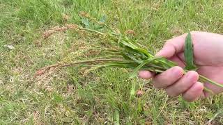 ผักติ้วฝรั่ง,Ängssyra,Sorrel,(Rumex acetosa)⁉️16 มิถุนายน ค.ศ. 2023