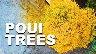 Poui Trees in Bloom Vlog  | Trinidad and Tobago