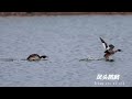 野外凤头䴙䴘 wildlife podiceps cristatus