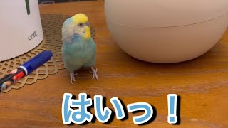 2023.10.14 はげはげしんちゃんの歌を覚えていた！　【セキセイインコしんちゃんときょきょの暮らし】#お喋りインコ